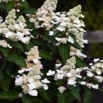 Hortenzia metlinatá (Hydrangea paniculata) ´LIVING INFINITY´® by LIVING CREATIONS® výška 20-30 cm, kont. C1,5L